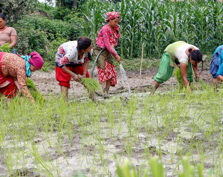 Paddy plantation completed in 60 percent cultivable land
